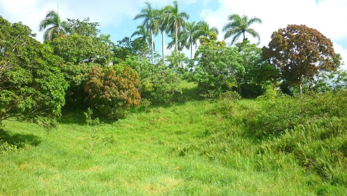 Grand Terrain Las Terrenas