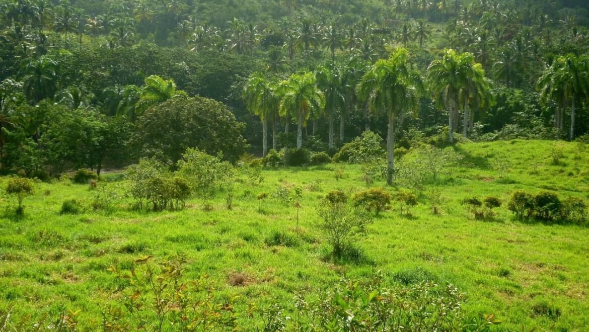 Grand Terrain Las Terrenas