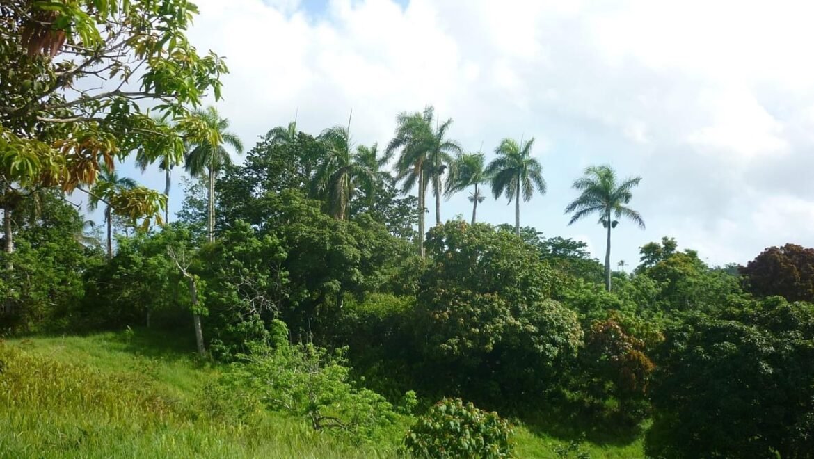 Grand Terrain Las Terrenas