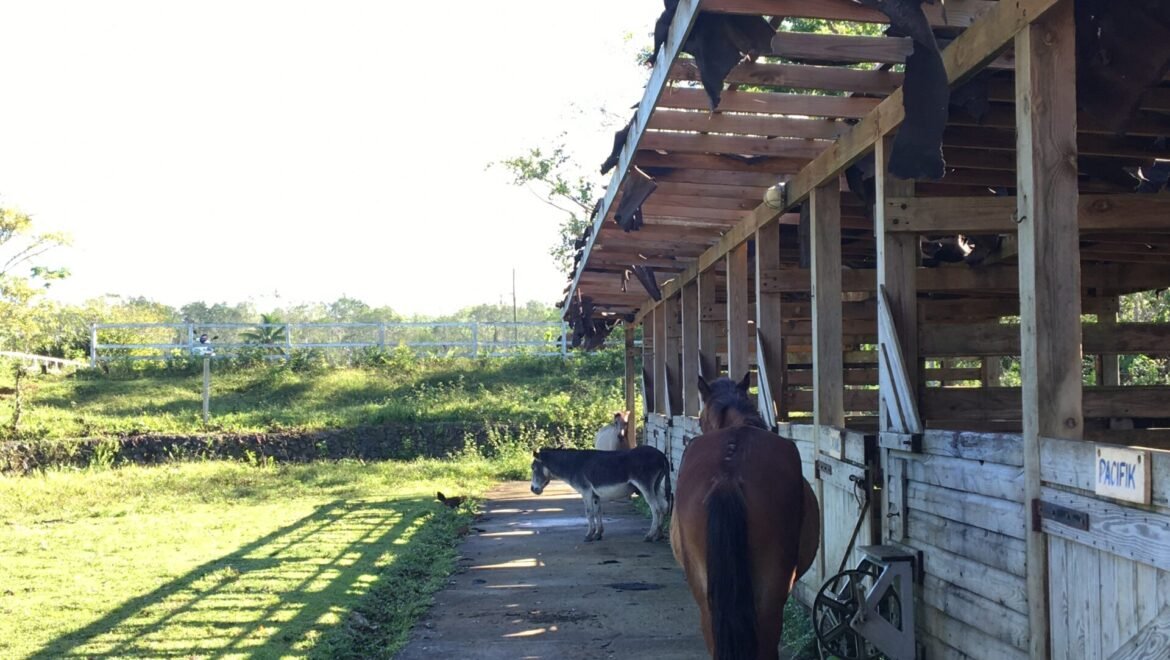 Grand Terrain Las Terrenas