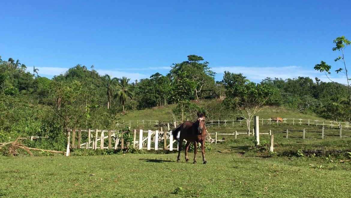 Grand Terrain Las Terrenas