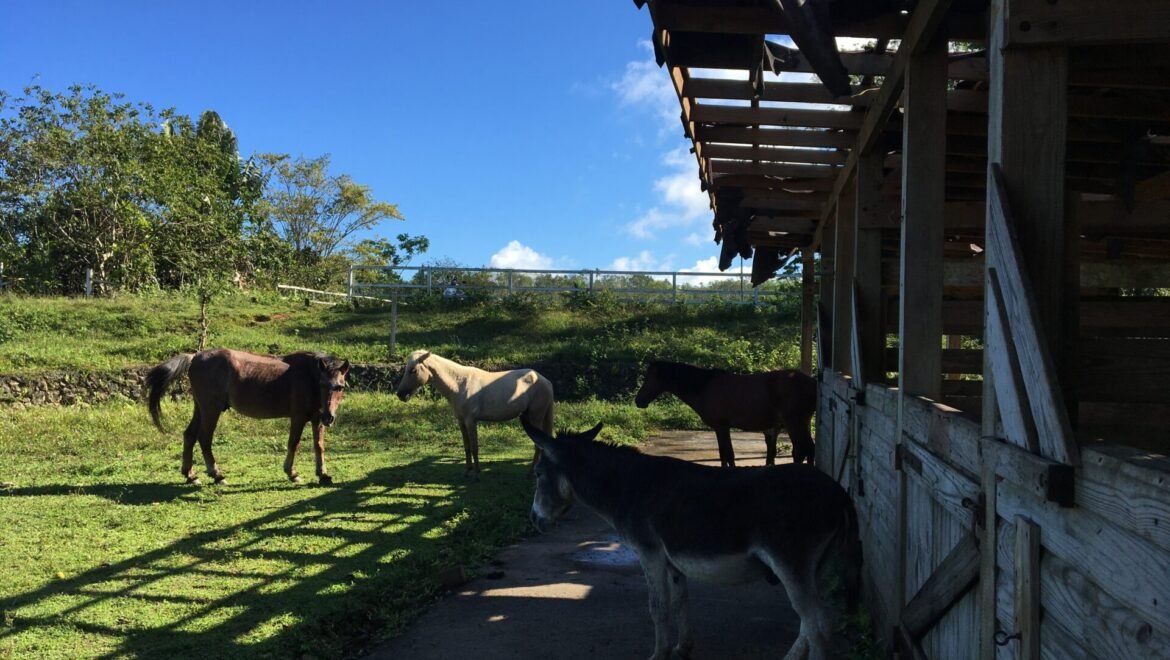 Grand Terrain Las Terrenas