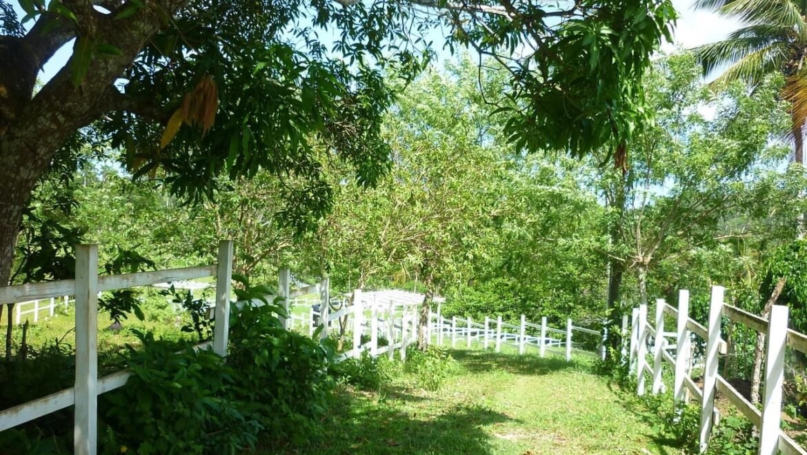 Grand Terrain Las Terrenas