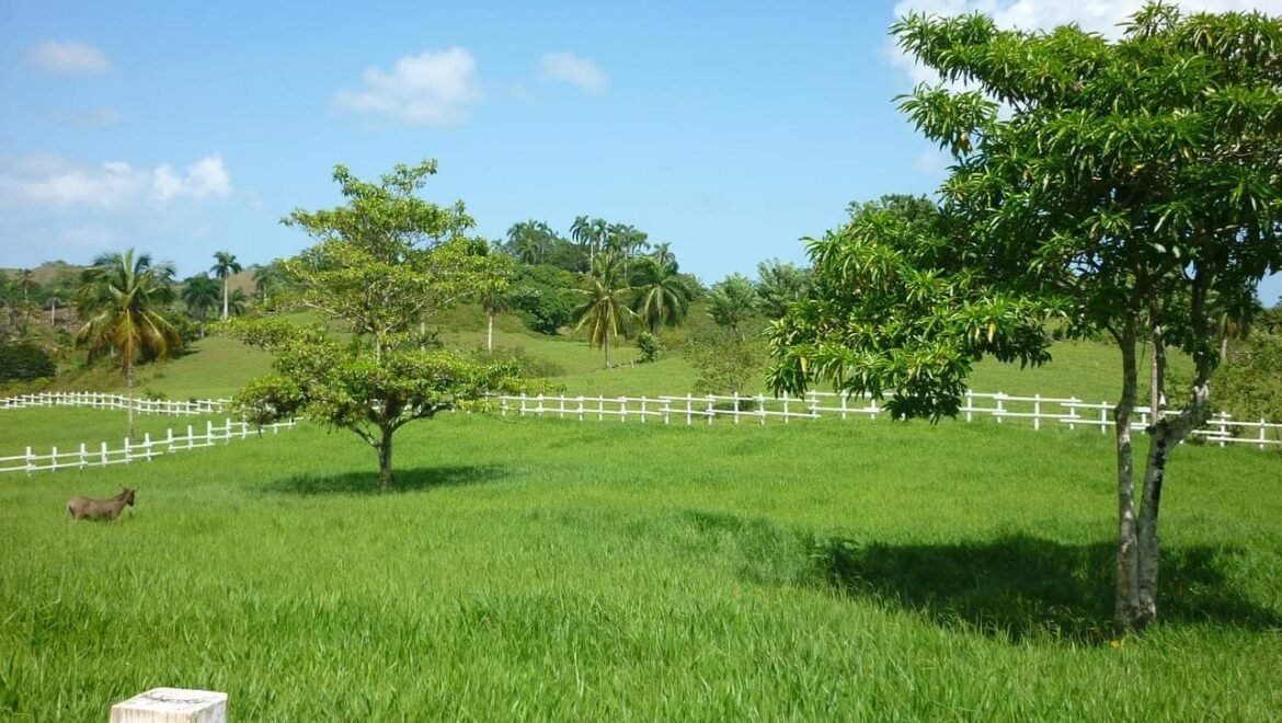 Grand Terrain Las Terrenas